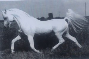 غزال