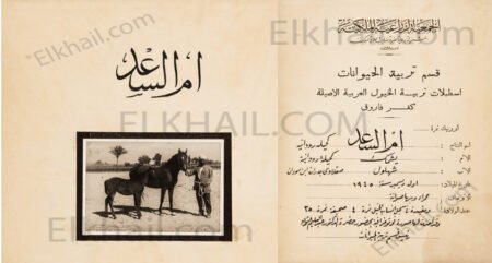 أم السعد