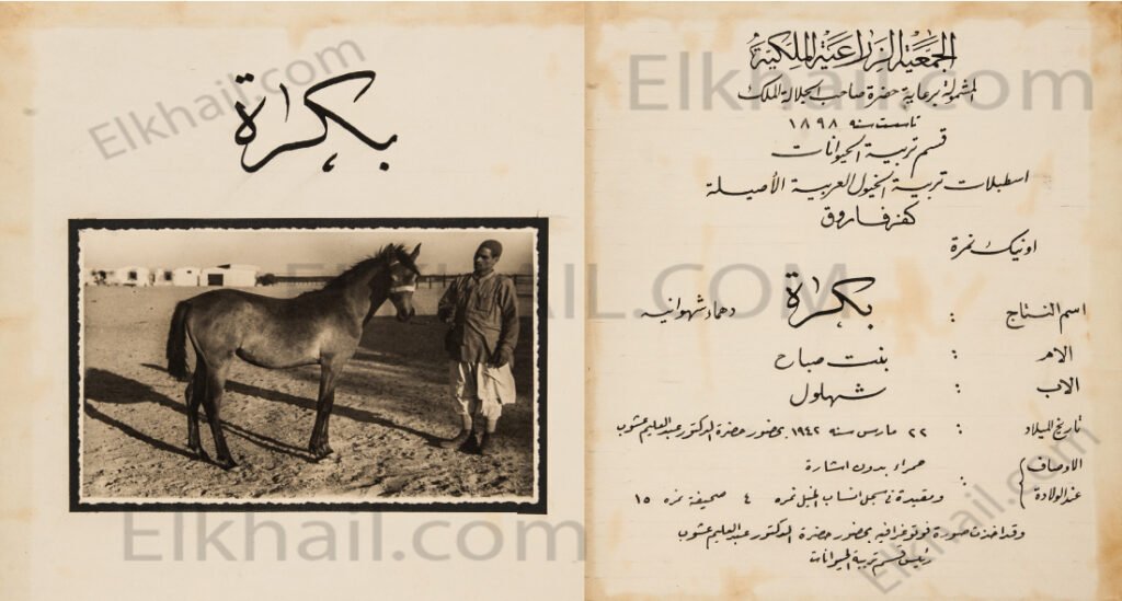 بُكْرَة