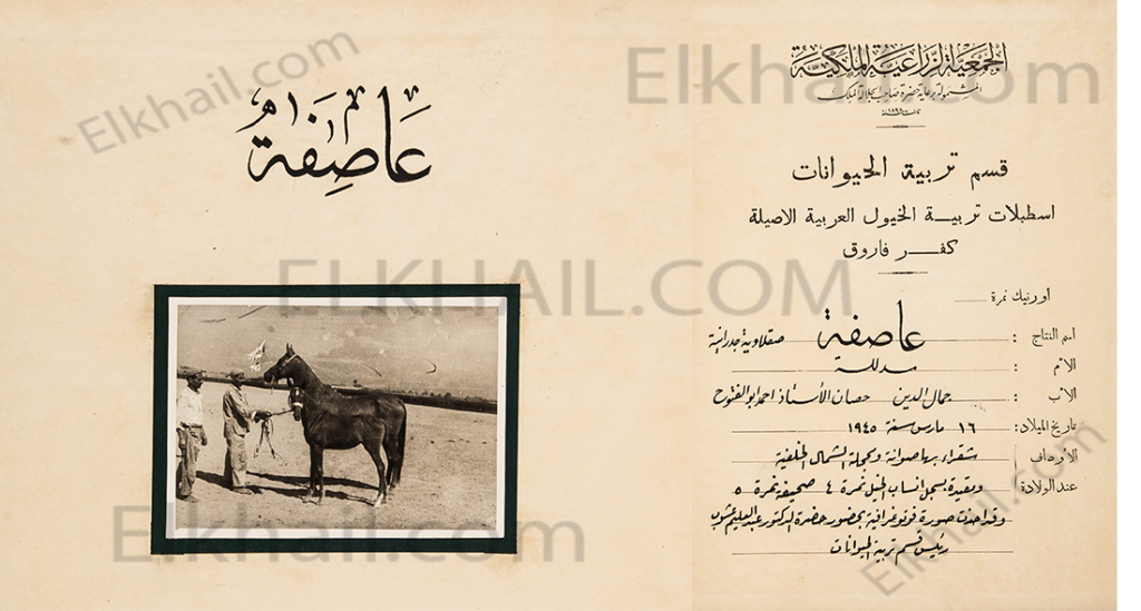 الفرسة عاصفة