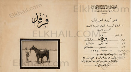 الحصان فرقد
