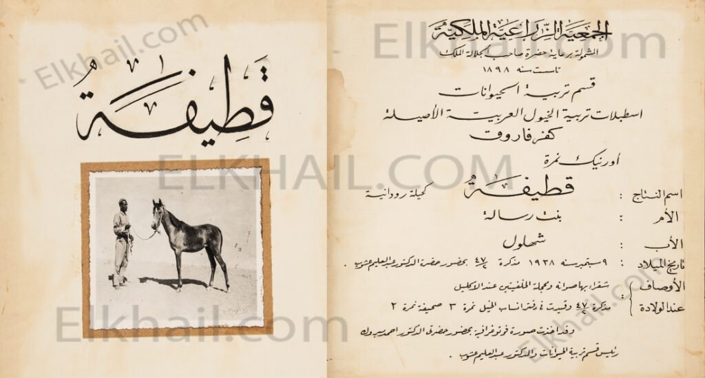 قطيفة
