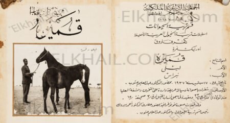 الفرسة قميرة