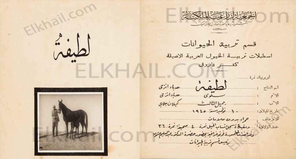 الفرسة لطيفة