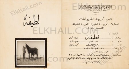 الفرسة لطيفة