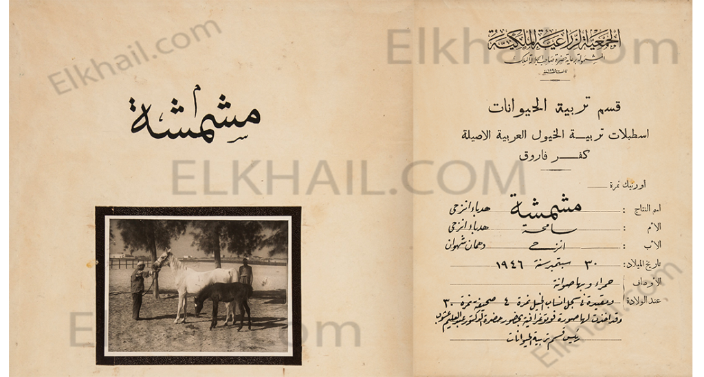 الفرسة مشمشية