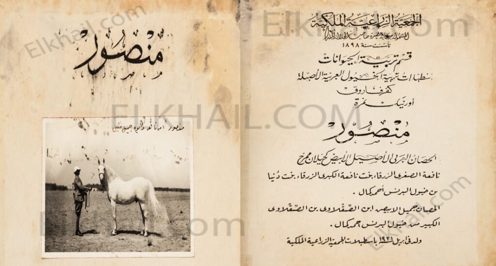 الحصان منصور