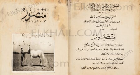 الحصان منصور