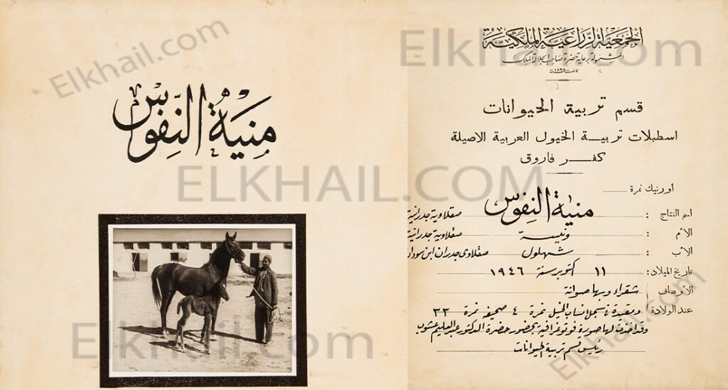 منية النفوس