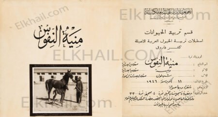 منية النفوس