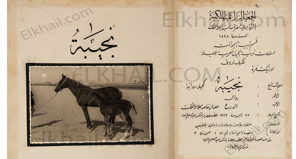 الفرسة نجيبة