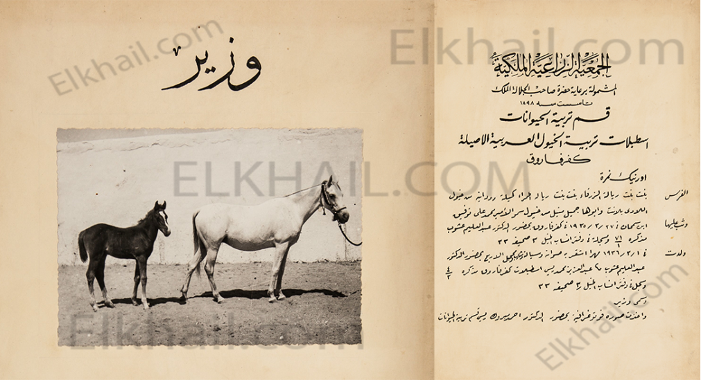 الحصان وزير