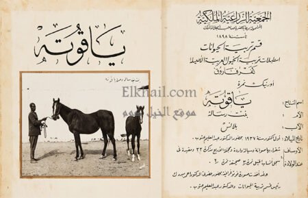 الفرسة ياقوتة