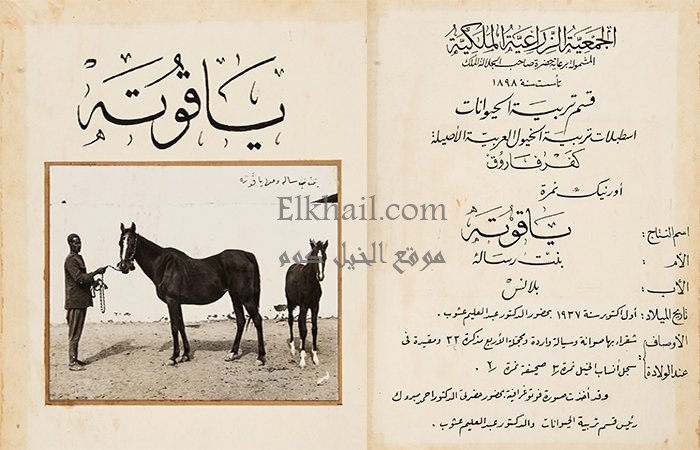 الفرسة ياقوتة