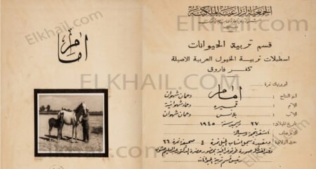 إمام