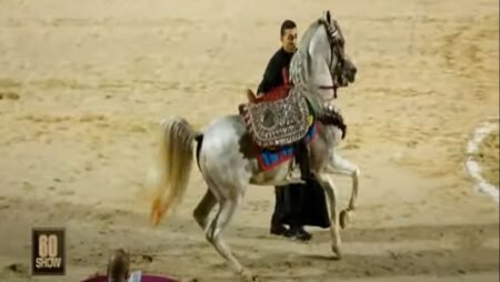أدب الخيل