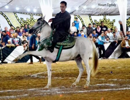 أدب الخيل