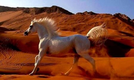 الخيل فى الإسلام