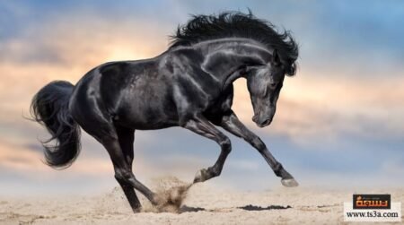 أصحاب الخيل