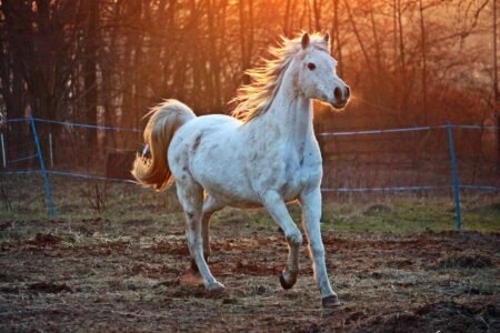 تربية الخيل
