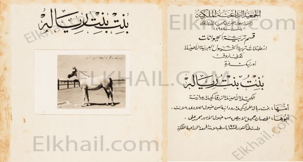 بنت بنت ريالة