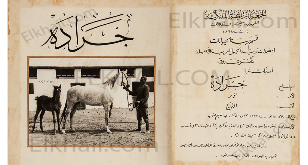 جرادة