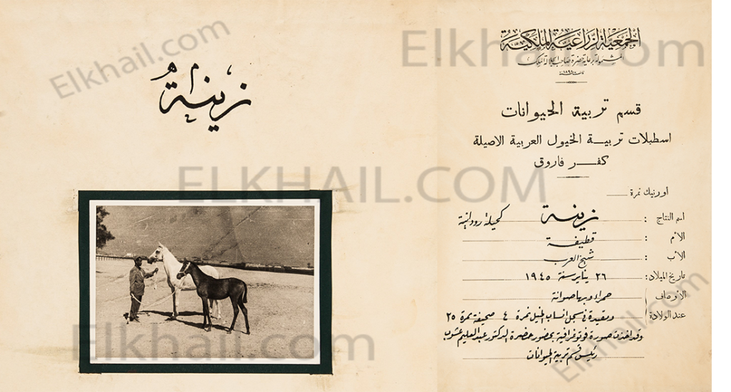 زينة