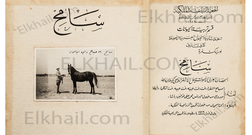 سامح