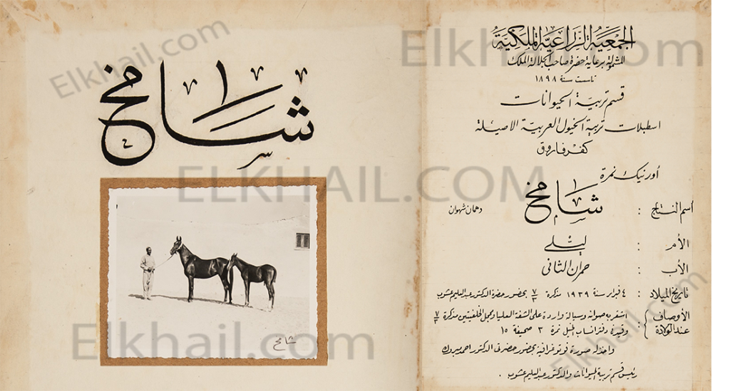 شامخ