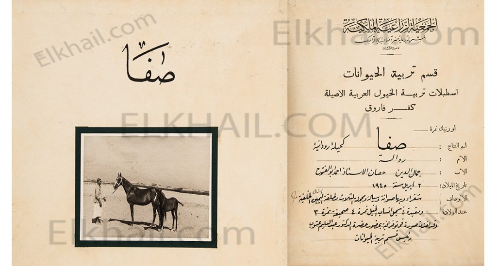 صفا